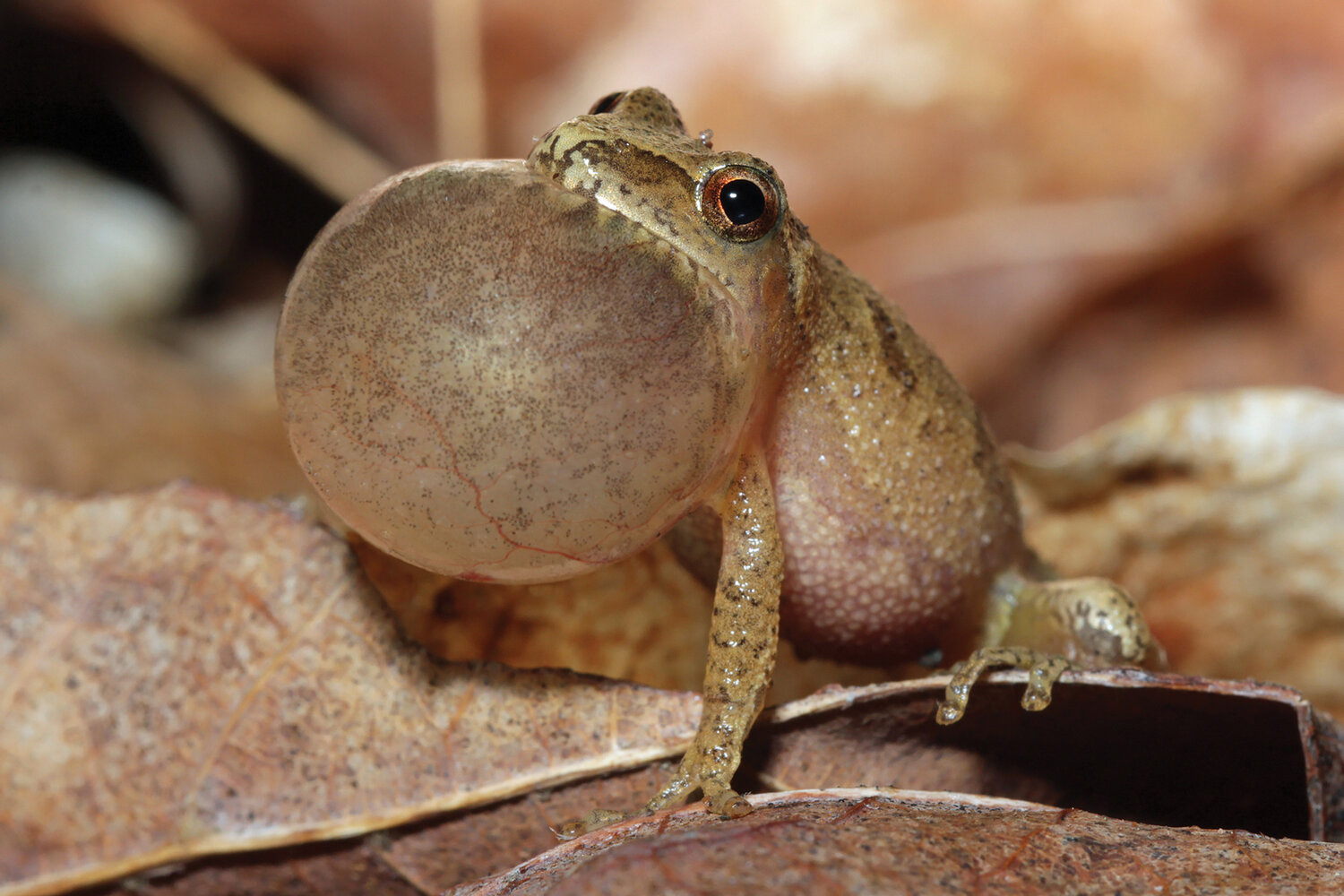 Talk about an air bag! A spring peeper&rsquo;s call has been measured at ninety decibels, as loud as a motorcycle. It can be heard a half-mile away.