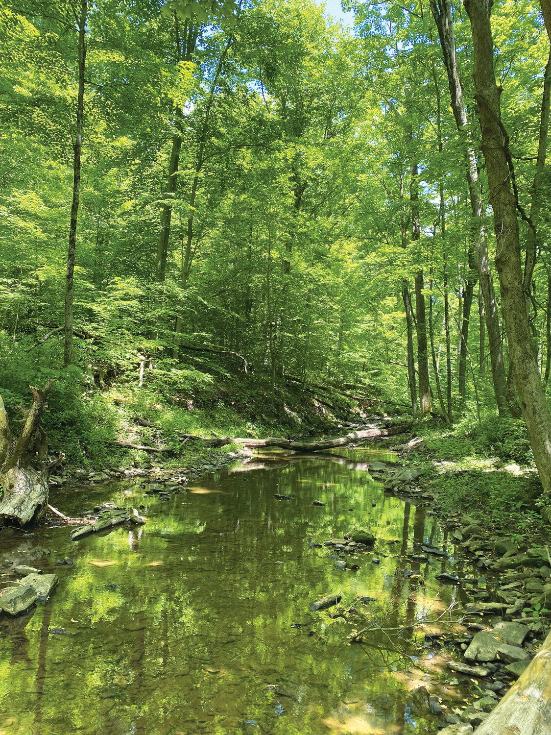 Opposite: The Pryde&rsquo;s Point-Alexauken Creek trail leads hikers alongside the exuberant, rocky stream and shelters them within a tranquil forest.