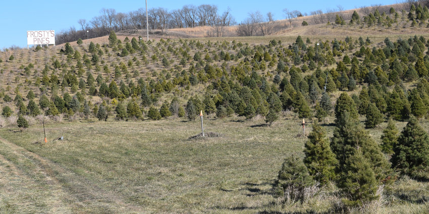 Christmas trees fill the lots at Frosty's Pines.