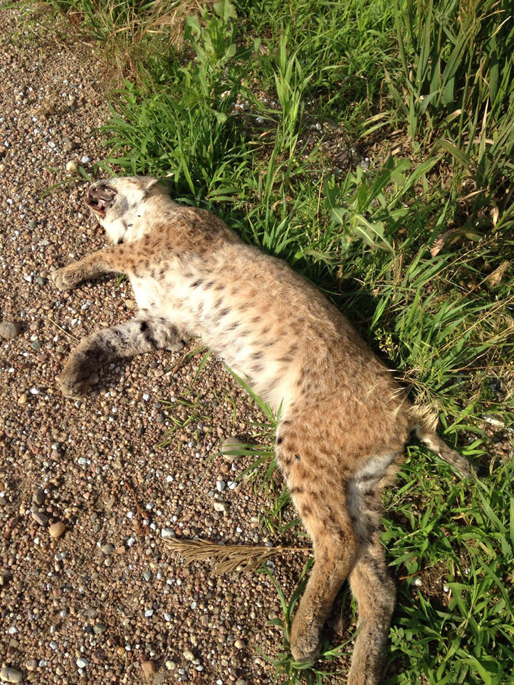 Bobcat population growing in Washington County | Washington County