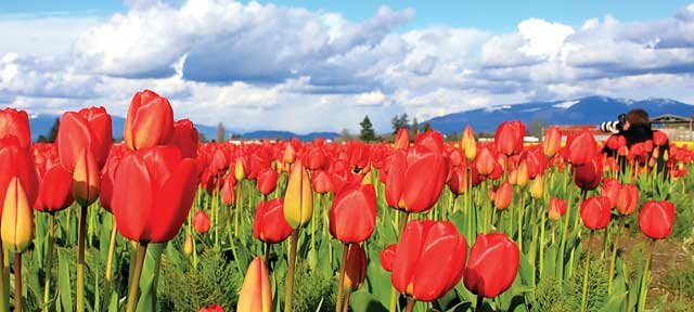 Mount Baker Experience - Skagit Tulip Festival