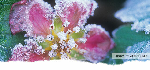 Frost Flowers Mt. Baker