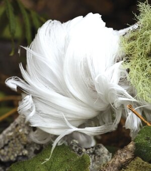 Frost Feather Flower