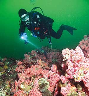 Scuba Diving Salish Sea
