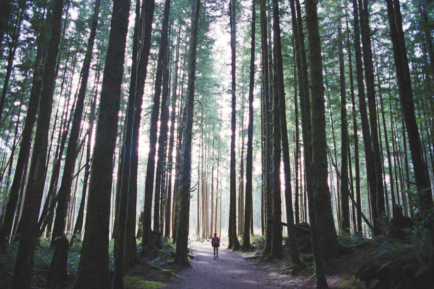 Vancouver Island woods. Alex Guiry photo. 