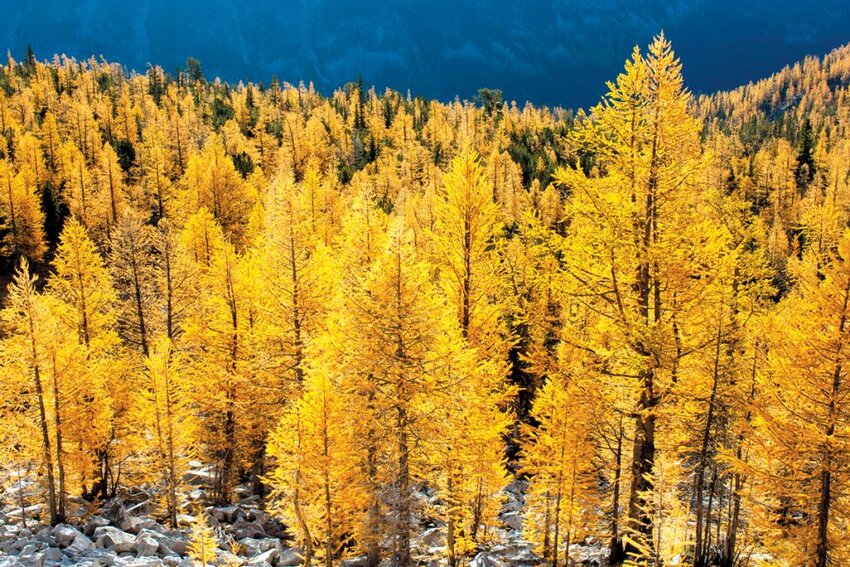 File:A golden tree during the golden season.JPG - Wikimedia Commons