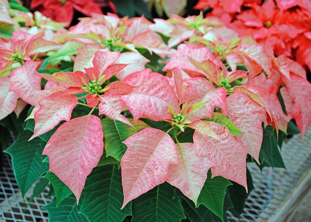 Surthrival - Premium Supplements – A Day in the Life of Daniel Vitalis, image size:1080x771