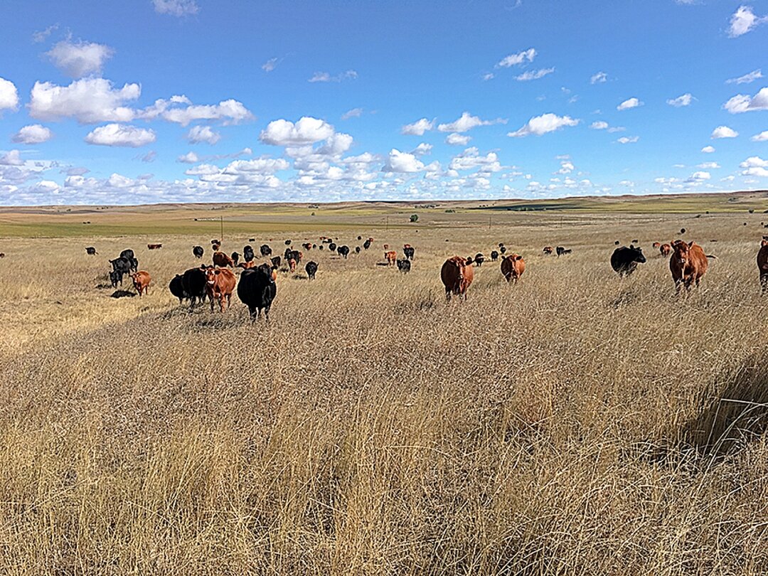 South Dakota State to celebrate Year of Rangelands and Pastoralists