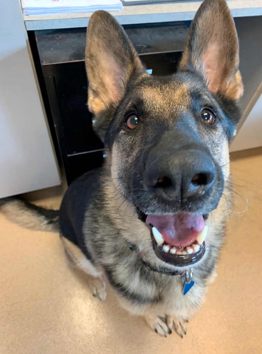 City gives land to Brookings Regional Humane Society for new animal shelter