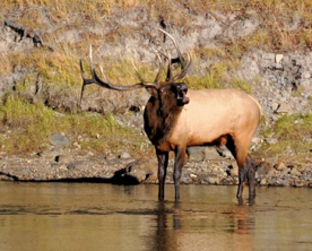 Elk numbers down Powell Tribune