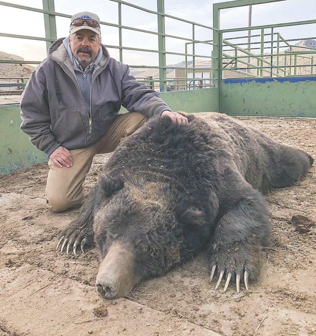 world-record-kodiak-grizzly-bear-anchorage-alaska-airport-anchorage