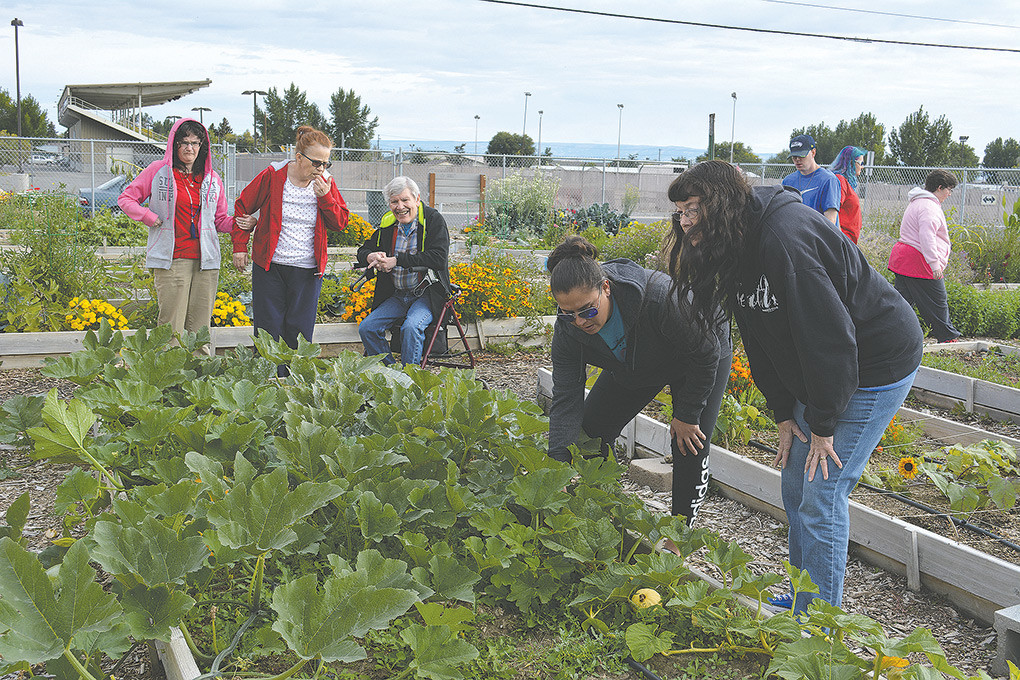 Growers frustrated: Vegetables taken from community garden ...