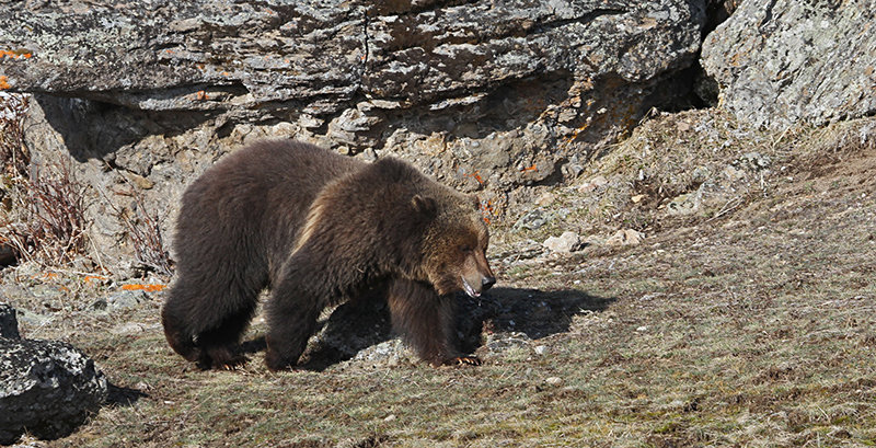 Grizzly bears captured and moved after Big Horn Basin area conflicts ...