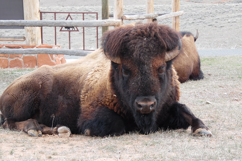 The State of Wyoming plans to auction off 10 bison from its herd at Hot Springs State Park in Thermopolis. Bids are being accepted through Jan. 7.