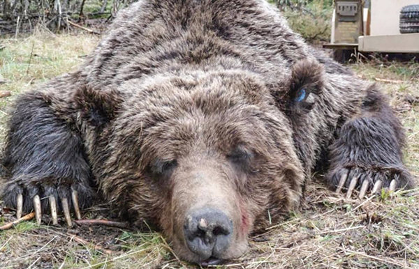 Grizzly Bear Died In Game And Fish Trap On North Fork Last Year ...