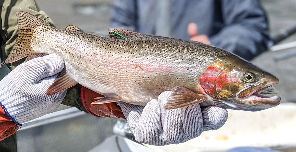 Anglers asked to report tagged trout in North Fork and