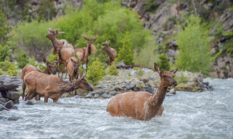 ‘The Greater Yellowstone Ecosystem Through The Eyes Of Its Migratory ...