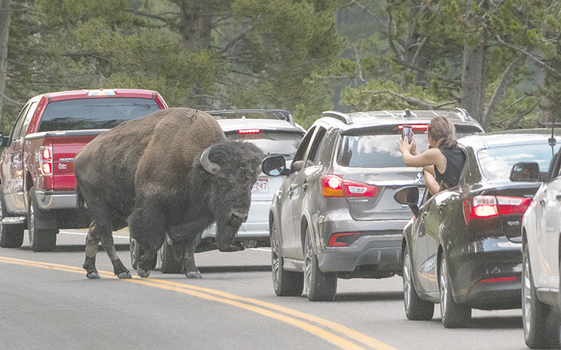While caught in a bison jam, some visitors take the opportunity to get a close-up photo during the bison rut in the Hayden Valley. Every year a few Yellowstone visitors are injured or receive property damage by the species. The largest males can weigh in up to 2,500 pounds and adult females range between 800 and 1,200 pounds.
