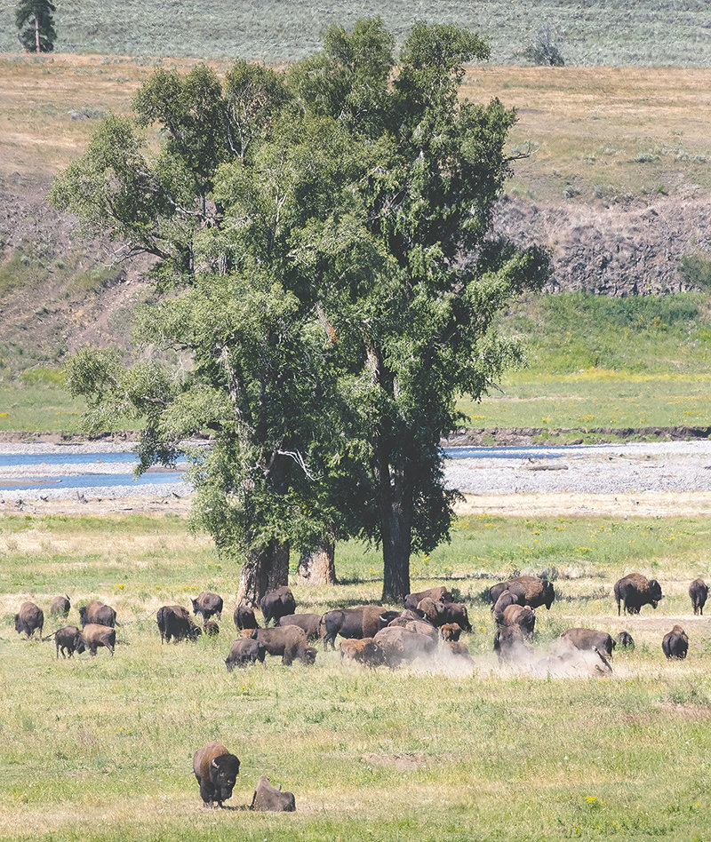 Bison congregate in the Lamar Valley during the summer breeding season, known as the rut.