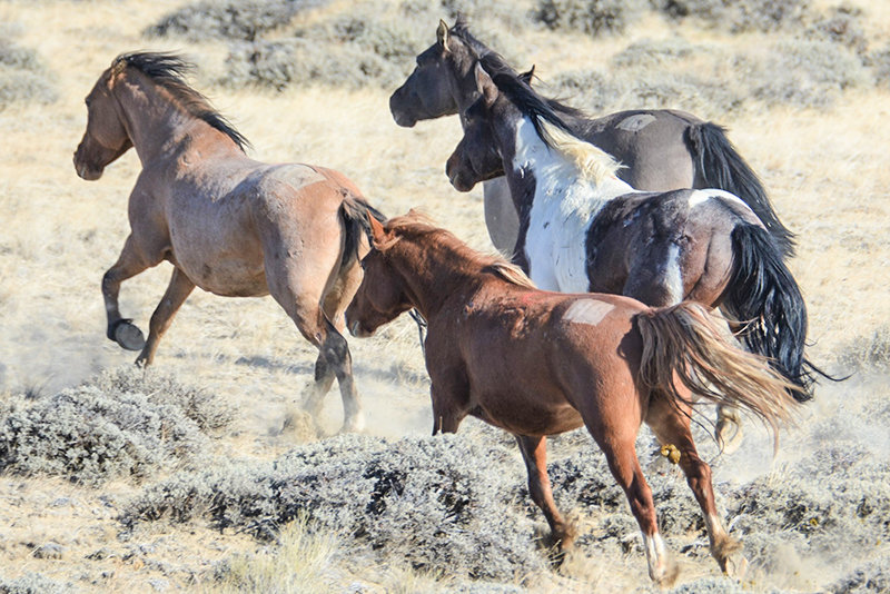 Nearly 2,000 wild horses rounded up in southwest Wyoming Powell Tribune