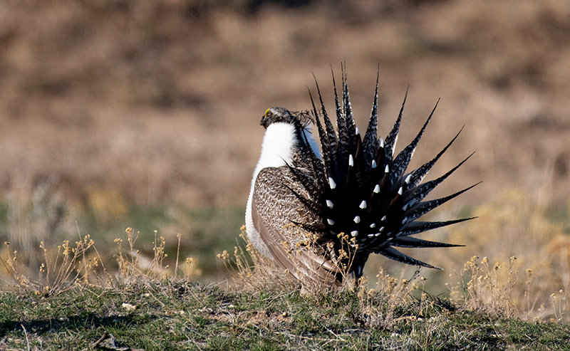 Sage grouse habitat is the focus of a project by the Youth Advisory Board to the Buffalo Bill Center of the West. The project was recently awarded a $500 grant from the Smithsonian Institution.