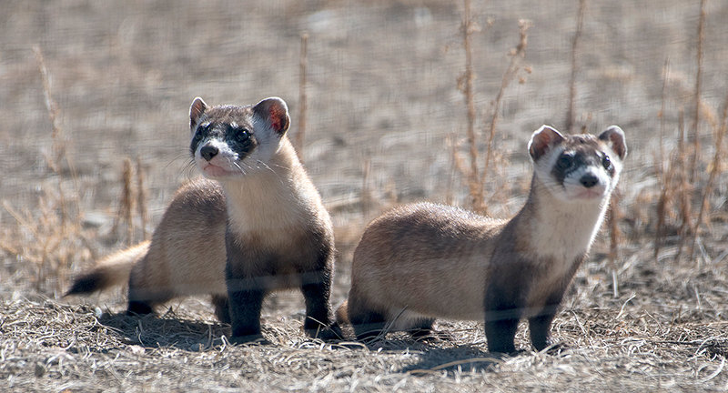 Two black-footed ferrets roam their outdoor pen at the National Black-Footed Ferret Conservation Center in Ft. Collins, Colorado. The center has about 280 of the endangered species for their breeding program.