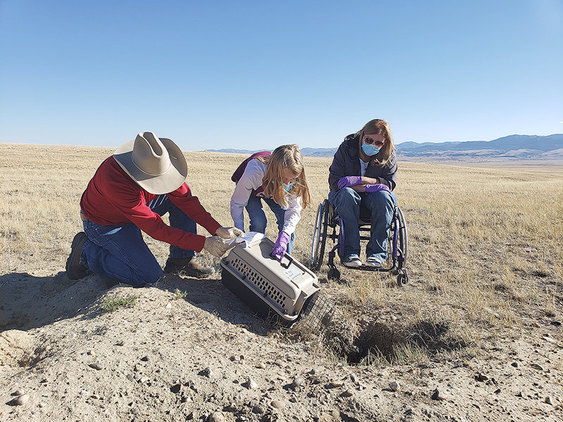 Wyoming Game and Fish Department Deputy Chief of Wildlife Doug Brimeyer and Addison Lundvall release a rare black-footed ferret outside of Meeteetse last week, while Addison’s mother, Game and Fish Commissioner Ashlee Lundvall, observes.