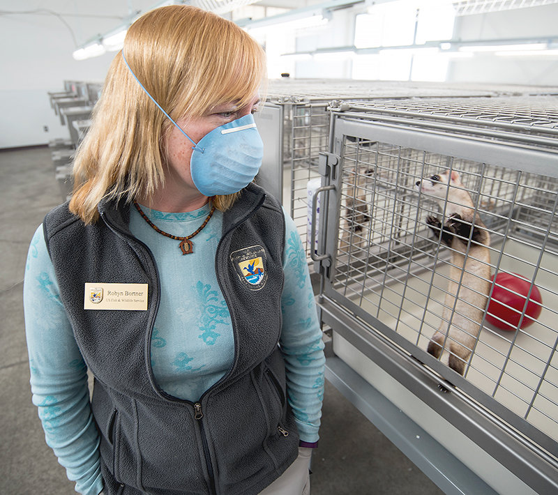 Robyn Bortner, captive breeding manager for the National Black-Footed Ferret Conservation Center, looks toward a ferret during feeding time for the endangered species. Elizabeth Ann, a cloned black-footed ferret, is being raised at the center.