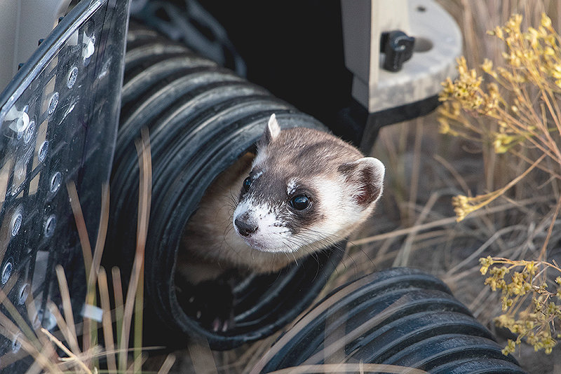 A black-footed ferret is seen at the National Black-Footed Ferret Conservation Center in Ft. Collins, Colorado. The center raises ferrets to be released into the wild as part of a recovery effort.