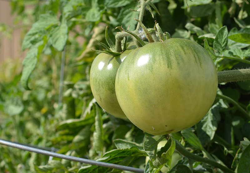 Tomatoes prepare to ripen in the September sun at the Powell Community Garden, which has become a part of the local fight against hunger.
