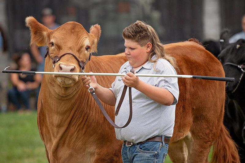 Thompson shows this year’s steer, Frank, at the 4-H Market Beef Show at the Park County Fair. Thompson takes pride in the cattle he raises and his attachment is apparent in the show ring.