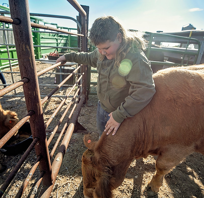 Tag Thompson shows off a yearling heifer named Princess Peach in the family’s corral earlier this month. The 12-year-old is partnering with his grandfather Steve Thompson on growing his herd.