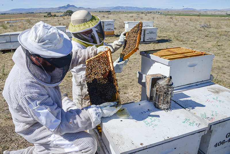 Cort Jones and Noah Graber hunt for an elusive queen bee among the dozens covering the panels, at a hive west of Powell. Bees are shipped to other states where they play a vital role in pollinating many crops, especially almonds in California.