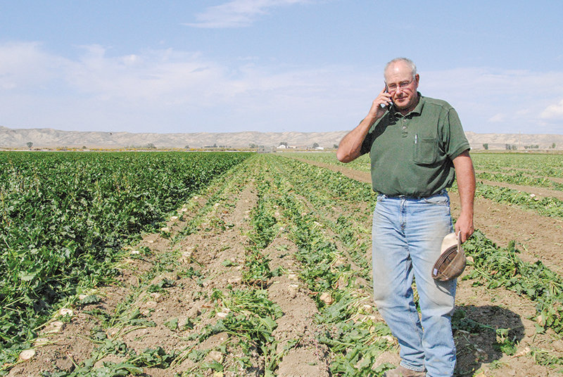 The cellphone follows growers these days. North End beet grower and Western Sugar Co-op board member Tod Stutzman takes a call from the six-row cut of a Stutzman Farms field in mid-September. Beet tops, representing ‘a lot of feed value,’  are left in the field in windrows for feeding sheep.