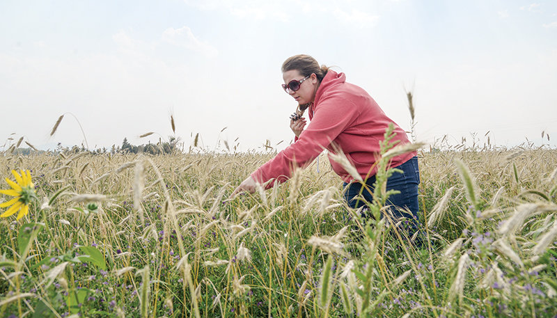 Sara Wood looks down into the mixture of grasses of her hayfield at the ladybugs crawling up the stems. Wood is trying regenerative farming, which she described as creating an ecosystem.