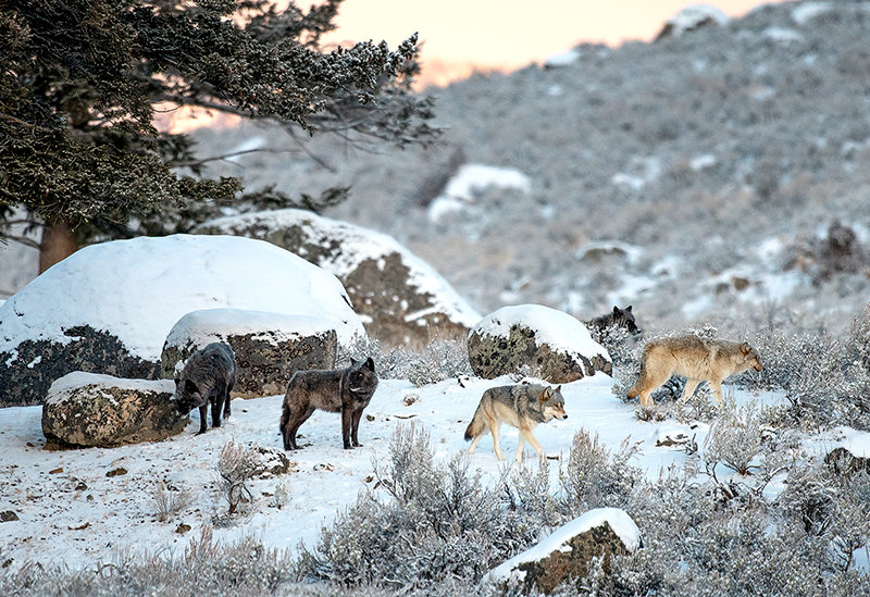 20211216-082515-YNP-1.jpg