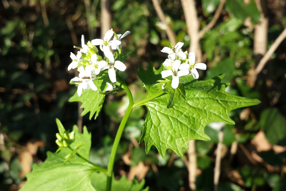 A deep dive into the world of garlic mustard plants The Riverdale