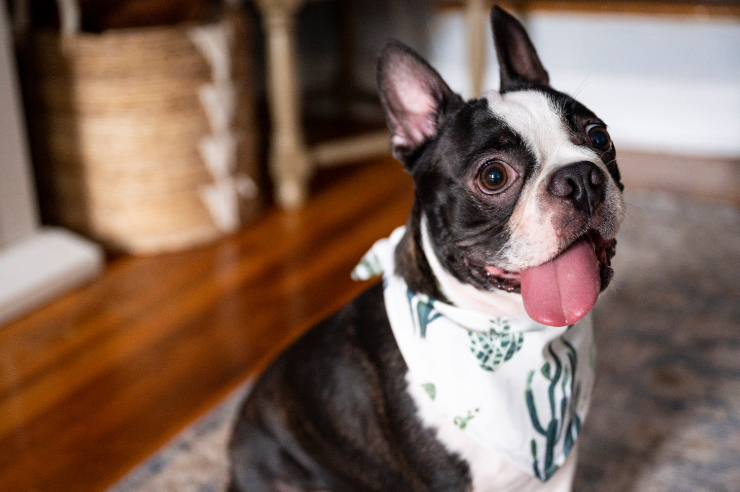 Leilani Roman-Diaz’s Boston terrier Mose wears one of her homemade bandanas, one of a number of accessories the Riverdale resident sells through her business, The Plaid Pet Co.
