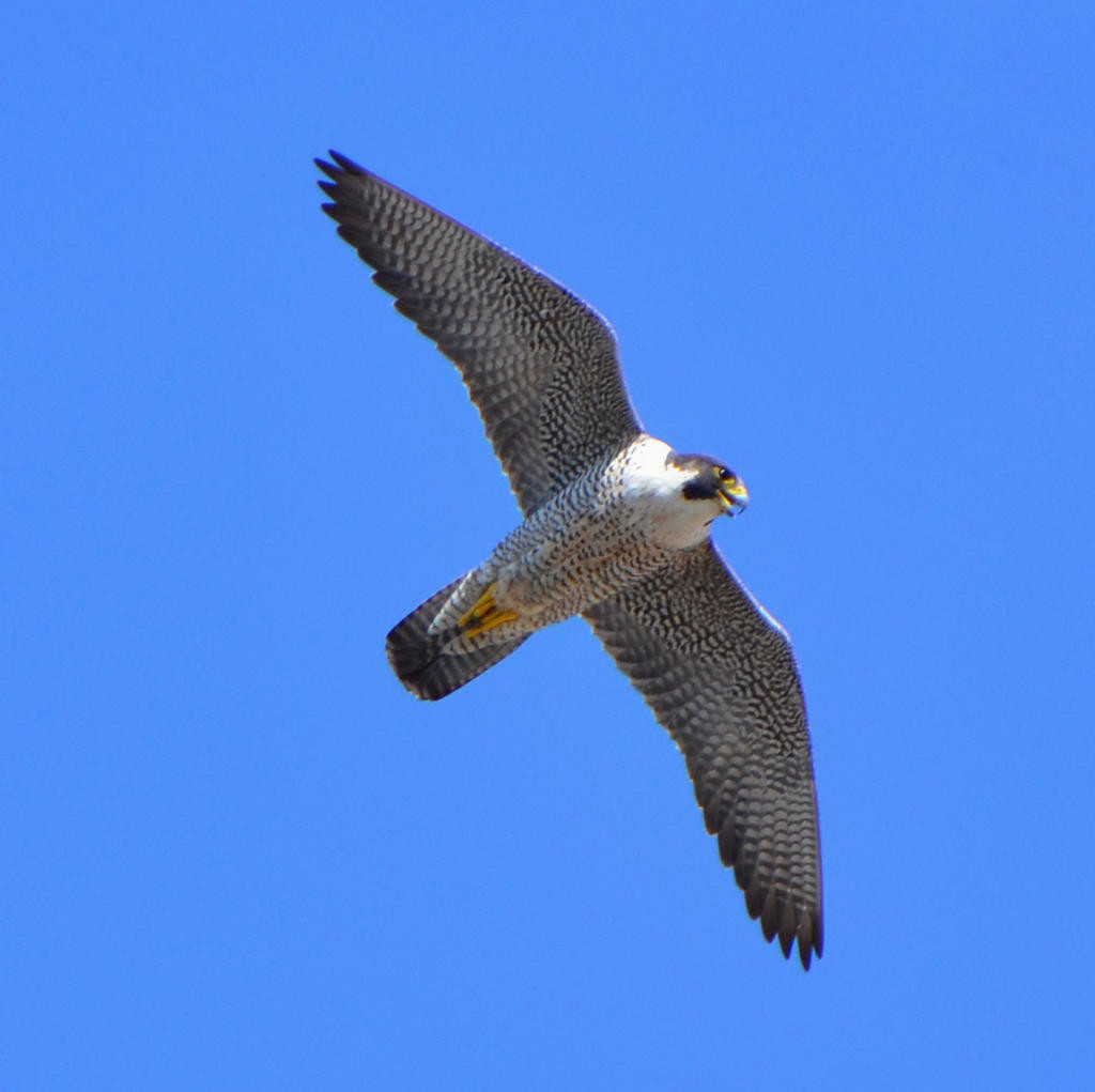 Utica peregrine falcon chicks take to skies for historic ...