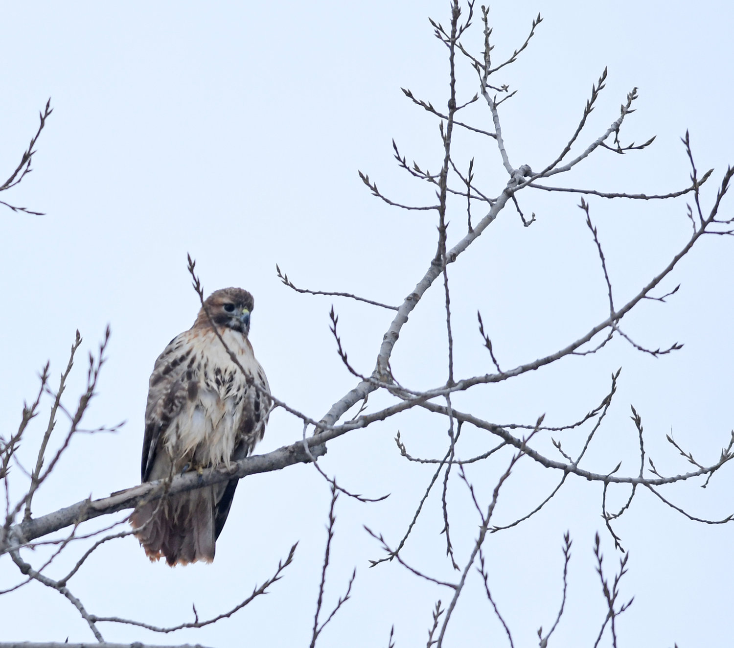 Annual bird count finds dozens of species of feathered friends in area - Rome Sentinel