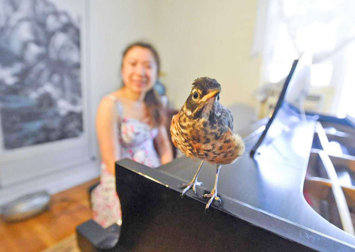 RESCUE ROBIN — Pianist Nicole Wang, and her rescue robin, Ali, who accompanies her.