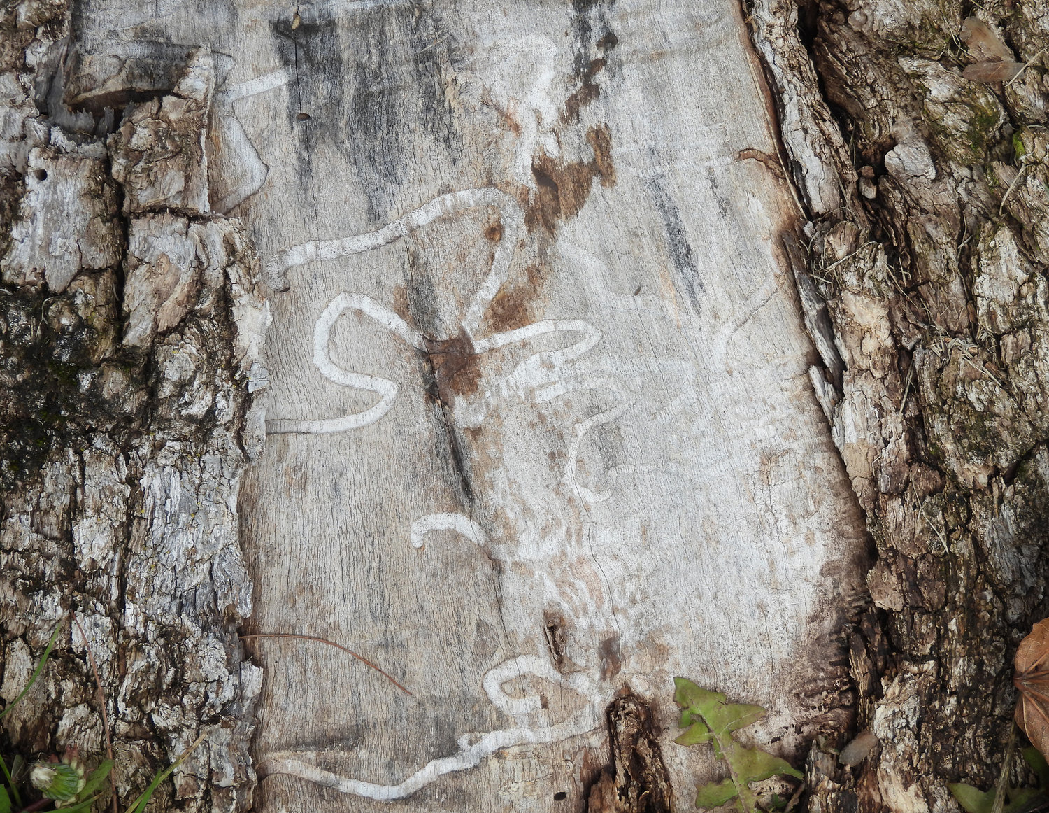 TANGLED PATHS — A clear sign of emerald ash borers, the stump of an ash tree in Lincoln Park shows the distinct winding pattern the larva makes as it feeds on the tree.