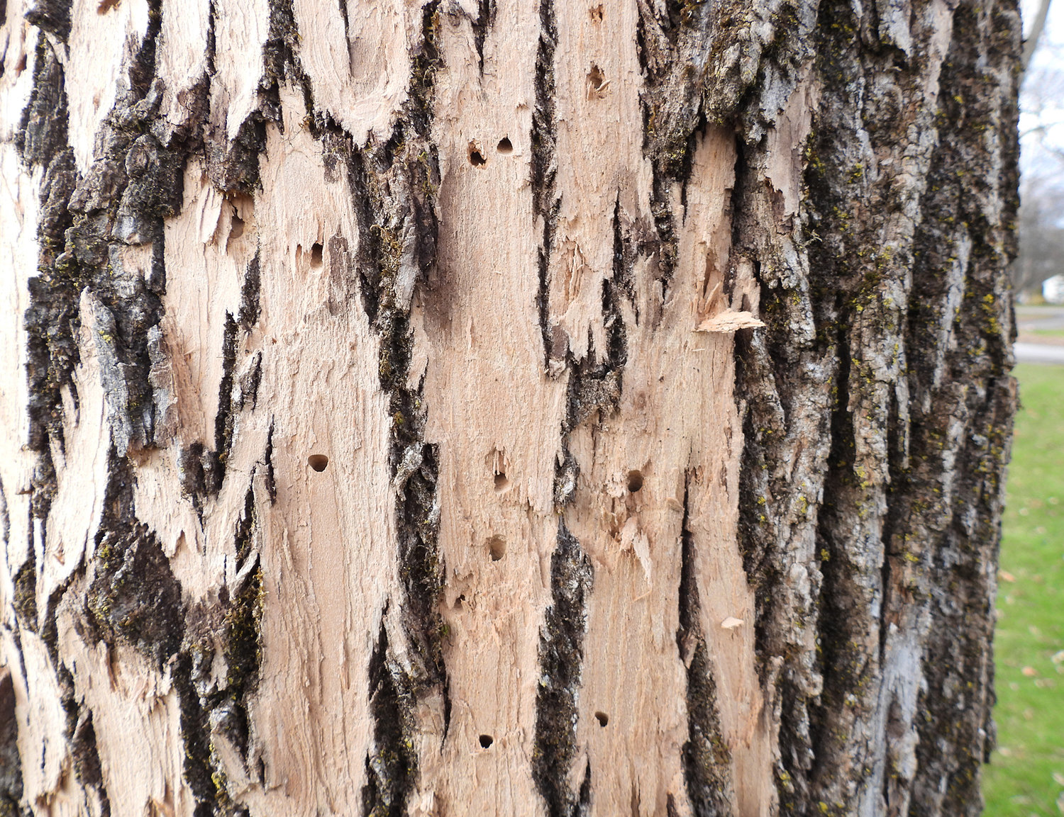 A CLEAR SIGN — Emerald ash borers leave a distinct D-shaped exit hole when the larva reaches maturity and leaves the tree.