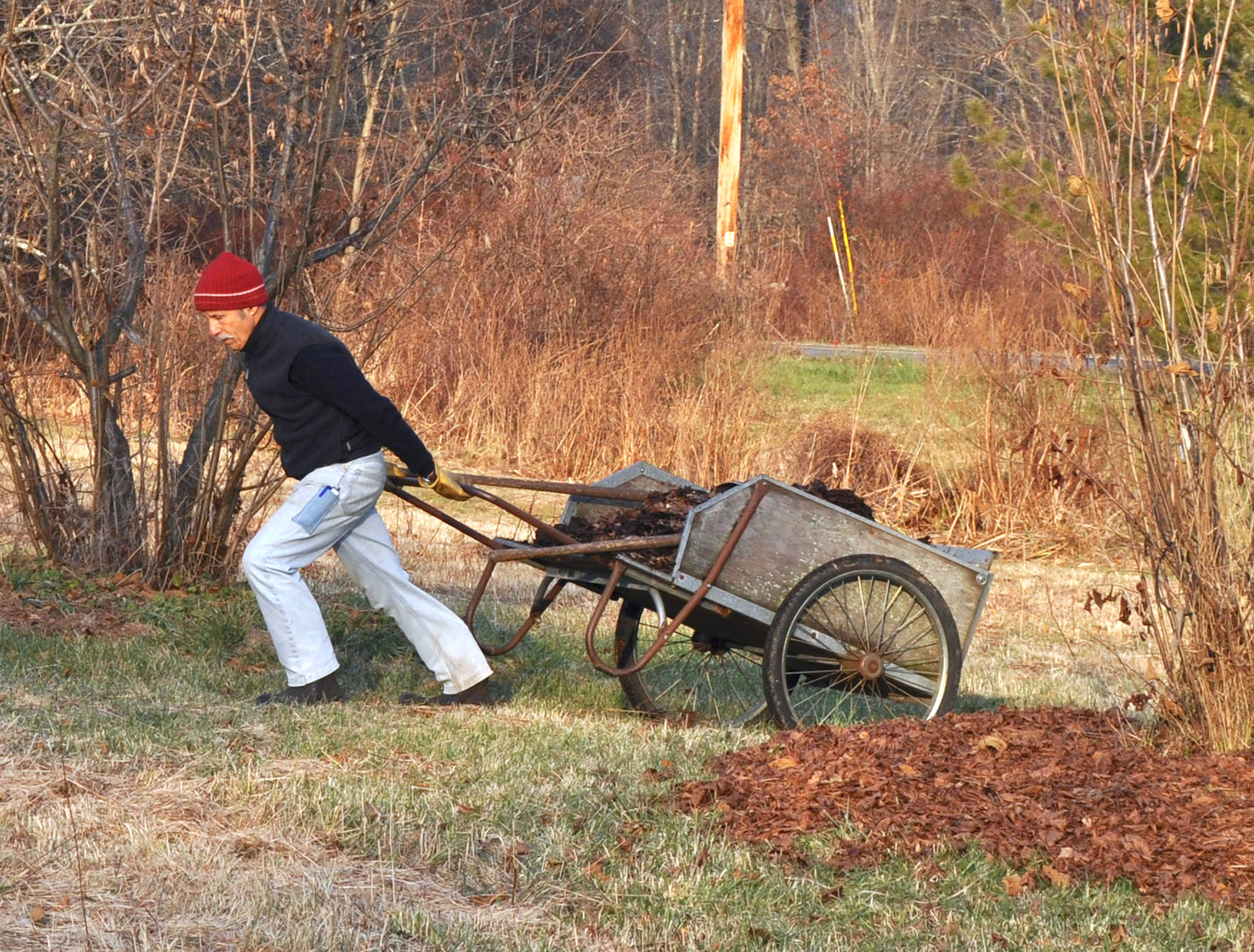 WINTERIZING — In this Dec. 3, 2013 photo, carting leaves to spread beneath trees and shrubs offers many benefits from a perspective of soil, plants, and — because weeds are suppressed — also gardeners in New Paltz.